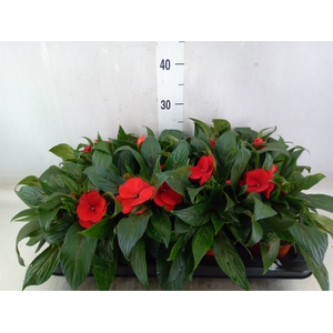 Impatiens NG 'ColPow Fire'