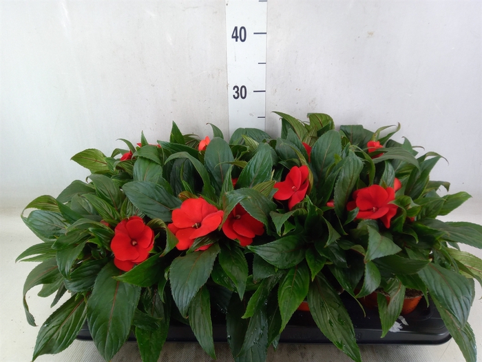 <h4>Impatiens NG 'ColPow Fire'</h4>