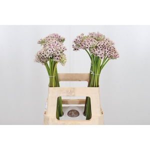 Allium Silverspring