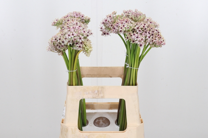 <h4>Allium Silverspring</h4>