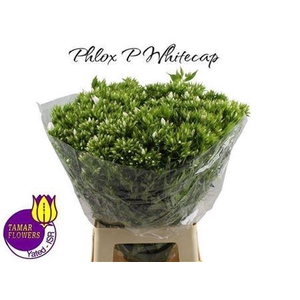 Phlox P Whitecap