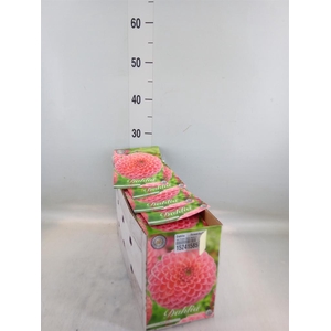 Dahlia   ...flowerbulbs