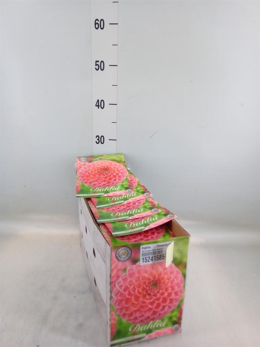 <h4>Dahlia   ...flowerbulbs</h4>