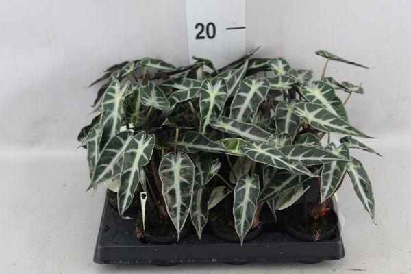 <h4>Alocasia ...</h4>