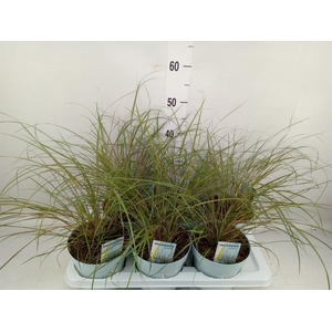 Stipa calamagrostis