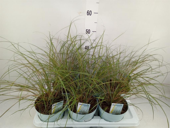 <h4>Stipa calamagrostis</h4>