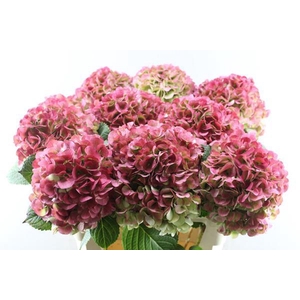 Hydr M My Vienna Velvet L 80