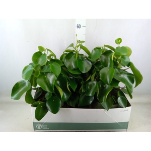 Peperomia polybotrya 'Raindrop'