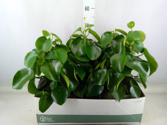 <h4>Peperomia polybotrya 'Raindrop'</h4>