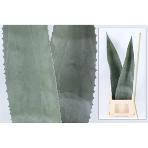 Agave Americana Bleu 90cm
