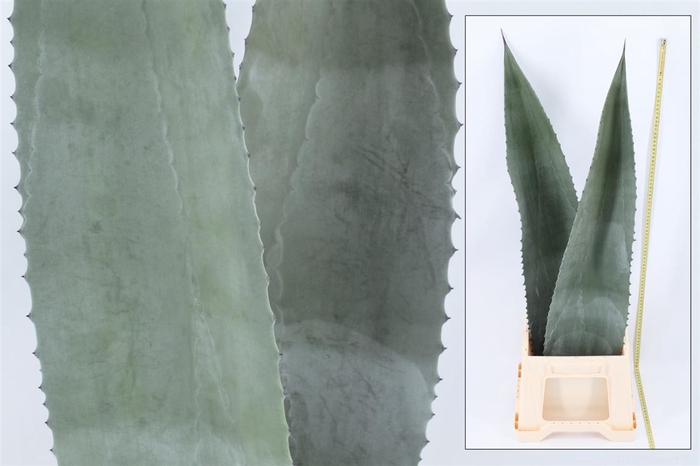 <h4>Agave Americana Bleu 90cm</h4>