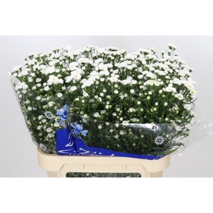 Aster Cassy