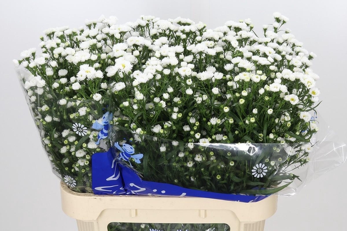 <h4>Aster Cassy</h4>