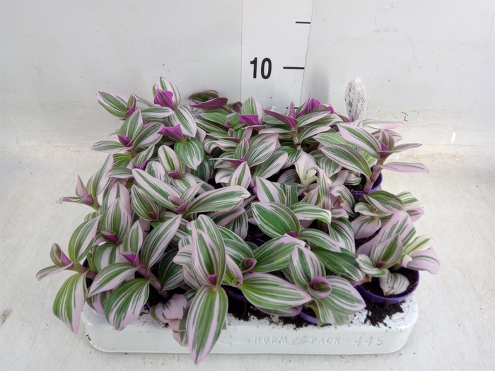 <h4>Tradescantia albif. 'Nanouk'</h4>