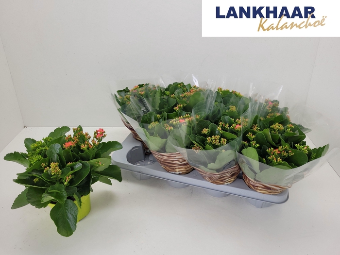 <h4>KAL EN GEM IN POT</h4>