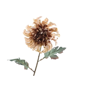 Crysanthemum Dried Brown