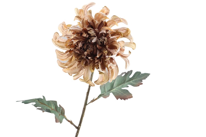<h4>Crysanthemum Dried Brown</h4>