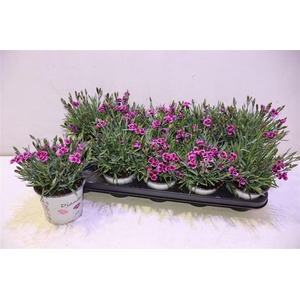 Dian Picture Perfect