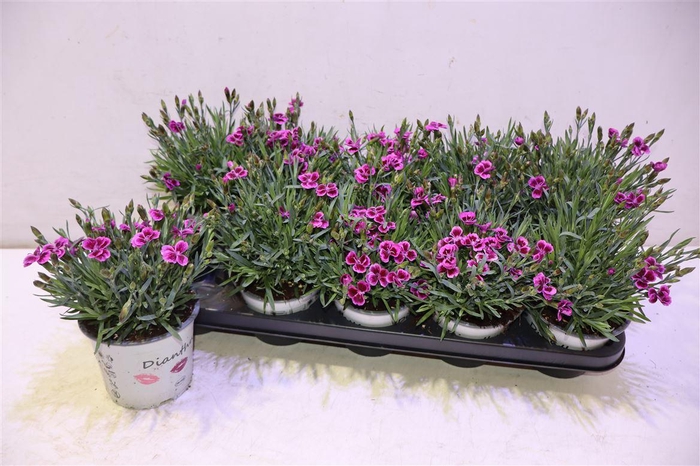 <h4>Dian Picture Perfect</h4>