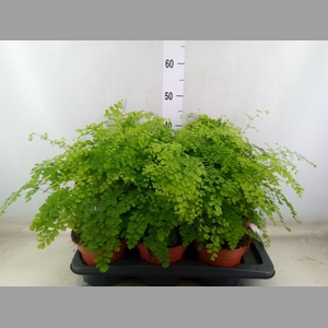 Adiantum raddi. 'Fragrans'