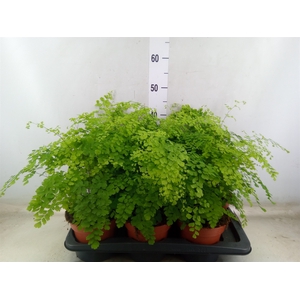 Adiantum raddi. 'Fragrans'