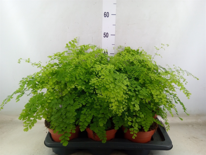 <h4>Adiantum raddi. 'Fragrans'</h4>