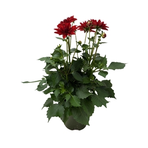 Dahlia Hypnotica Red Velvet