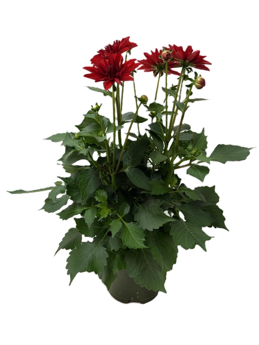 <h4>Dahlia Hypnotica Red Velvet</h4>