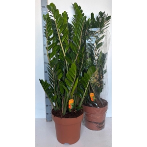 ZAMIO ZAMIIFOLIA