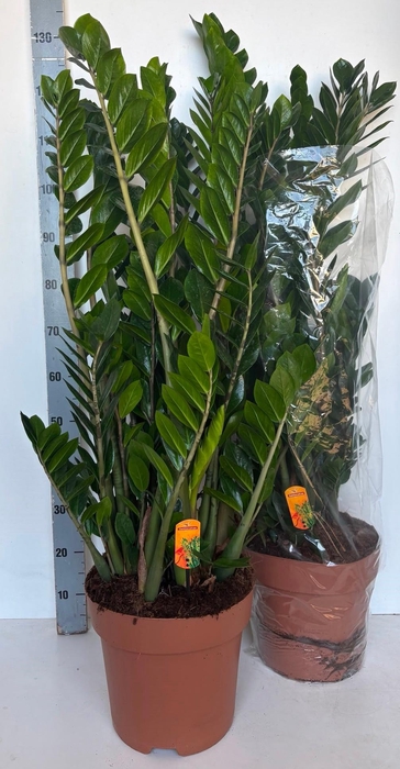 <h4>ZAMIO ZAMIIFOLIA</h4>