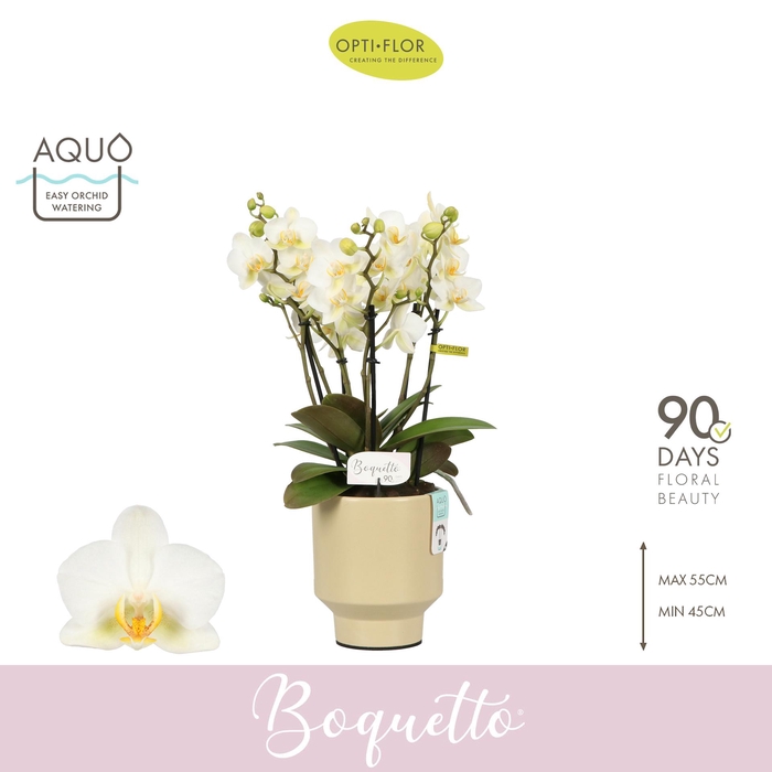 <h4>Boquetto Beauty 3-5 spike in Emilia Sand Aquo</h4>