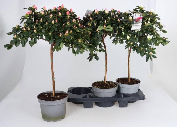 <h4>RHODO SI GEM</h4>