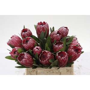 Protea Pink Ice