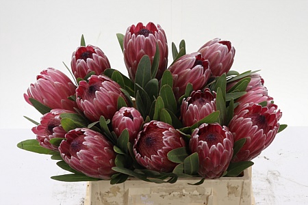 <h4>Protea Pink Ice</h4>