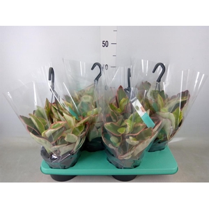 Peperomia clusiifolia 'Jellie'