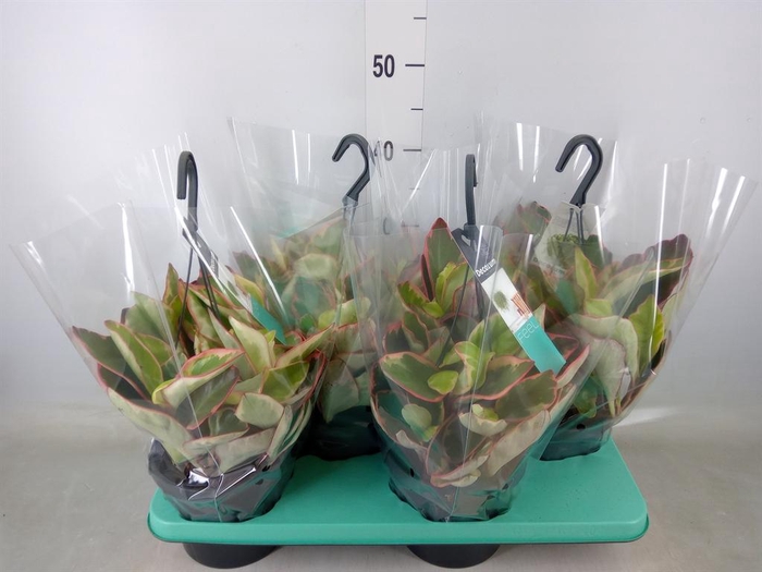 <h4>Peperomia clusiifolia 'Jellie'</h4>