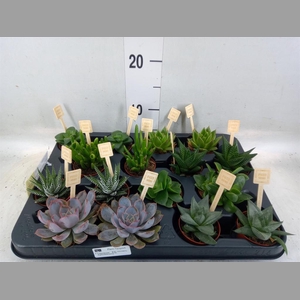 Succulents   ...mix 4