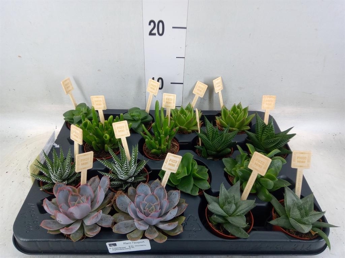 <h4>Succulents   ...mix 4</h4>