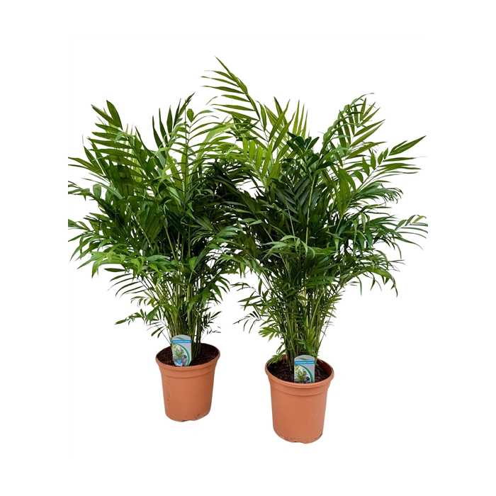 <h4>Chamaedorea elegans P20</h4>