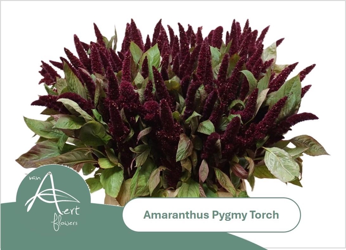 <h4>AMAR HY PYGMY TORCH</h4>