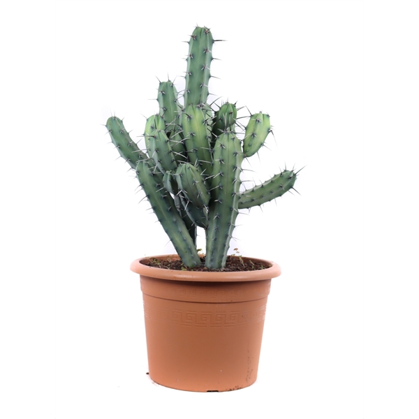 <h4>Myrtillocactus geometrizans 30 cm</h4>