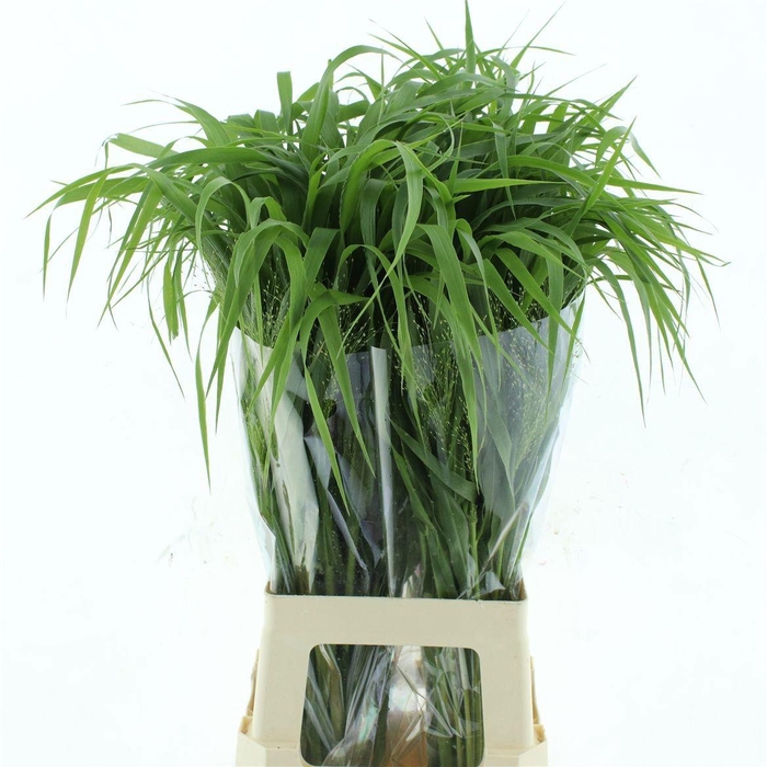 <h4>PANIC VI FONTAINE</h4>