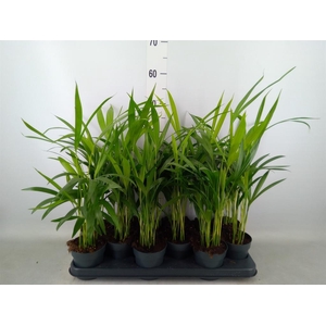 Dypsis lutescens   ...Chrysalidoca