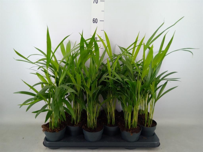 <h4>Dypsis lutescens   ...Chrysalidoca</h4>