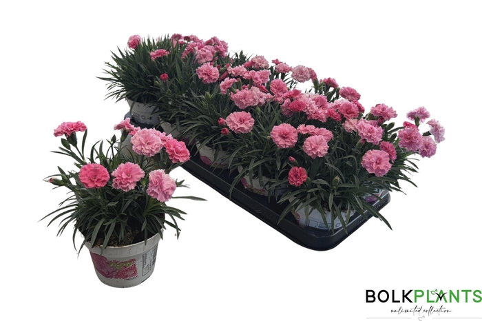 <h4>DIAN I LOVE U</h4>