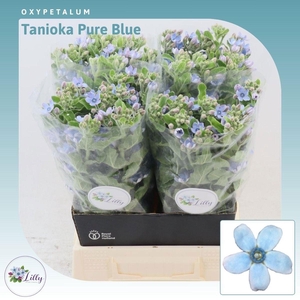OXY CO TAN PURE BLU