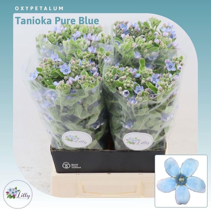 <h4>OXY CO TAN PURE BLU</h4>