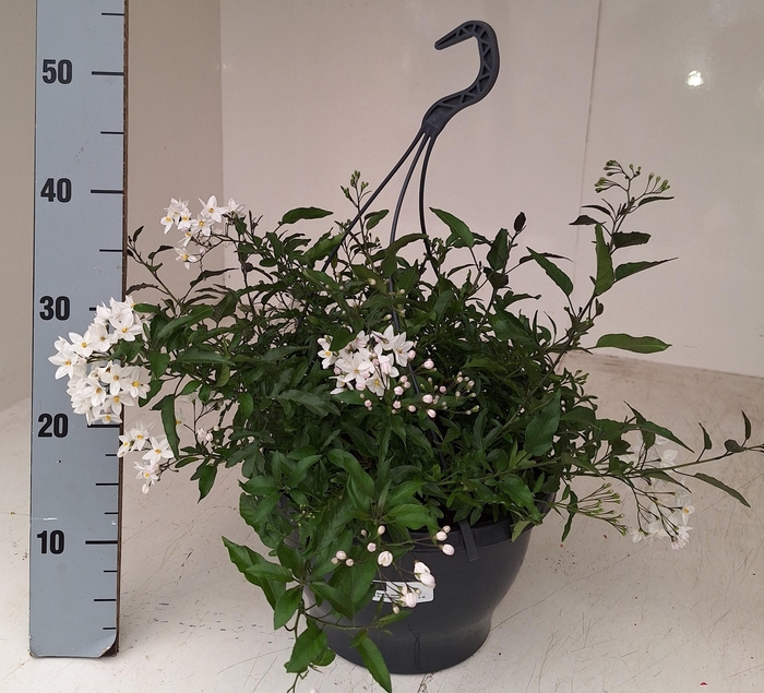 <h4>SOLANUM JASMINOIDES</h4>