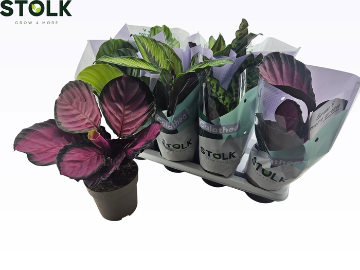 <h4>CALAT GEM 4 SRT</h4>