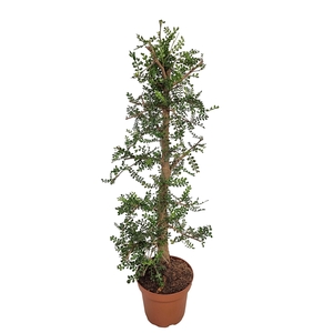 PLANTEN OV
